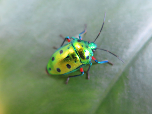 ナナホシキンカメムシの様子