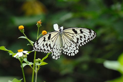 オオゴマダラ成虫の様子