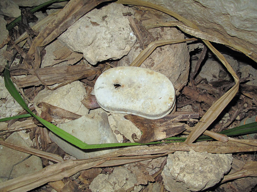 遺骨収集の作業手順の様子10