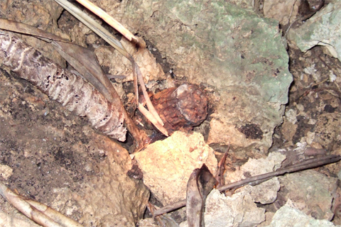 遺骨収集の様子15