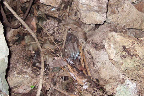 遺骨収集の様子17