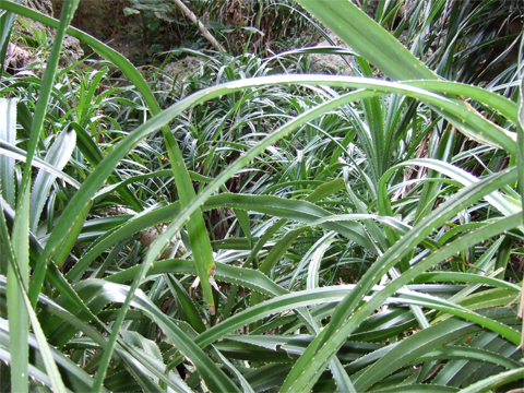 遺骨収集の様子10