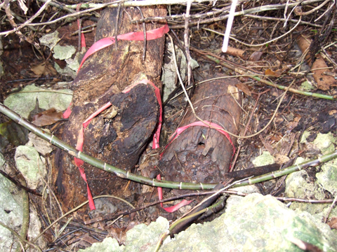 遺骨収集の様子28