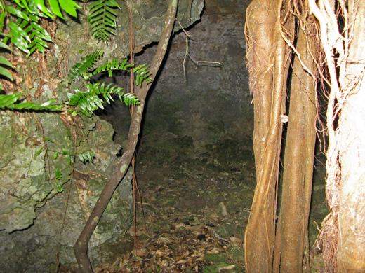 遺骨収集の様子4