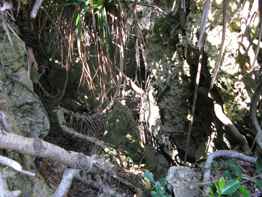 遺骨収集の様子10