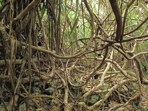 遺骨収集の様子13