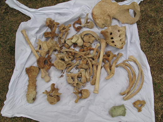 遺骨収集の様子17