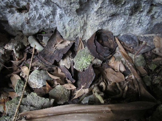 遺骨収集の様子21