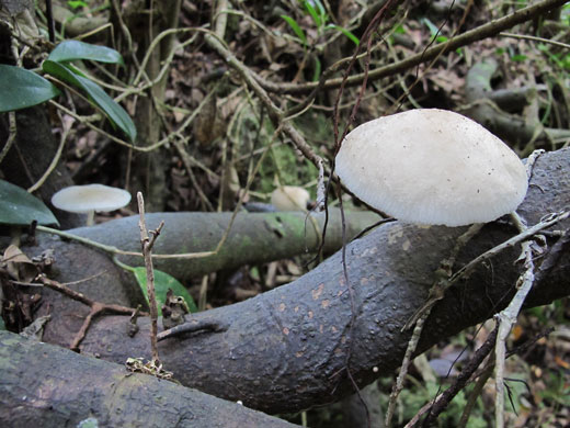 遺骨収集の様子26