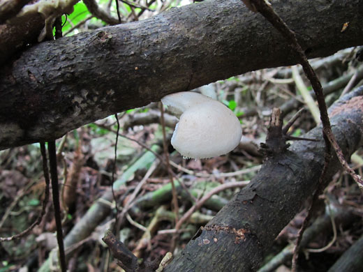 遺骨収集の様子27