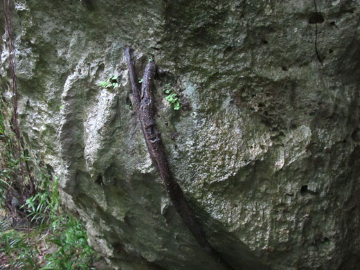 遺骨収集の様子36