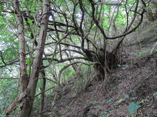 遺骨収集の様子38