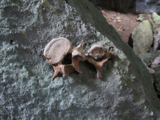 遺骨収集の様子11