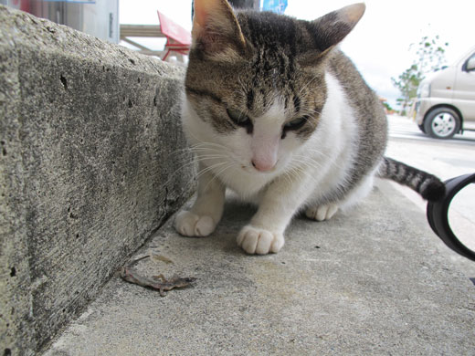 遺骨収集の様子22