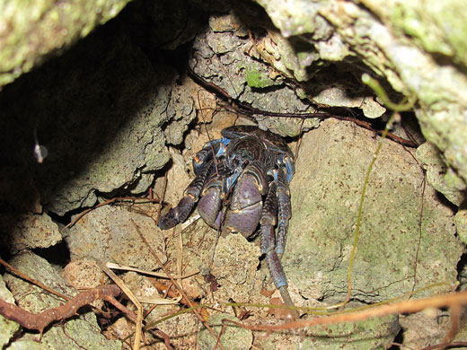 遺骨収集の様子30