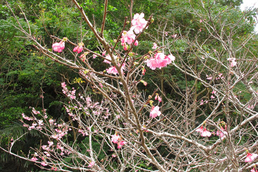 やえせ桜まつりの様子29