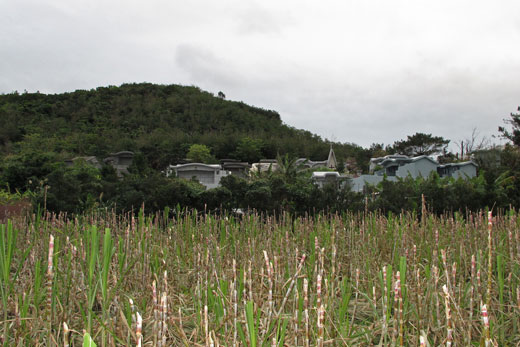 墓参の様子