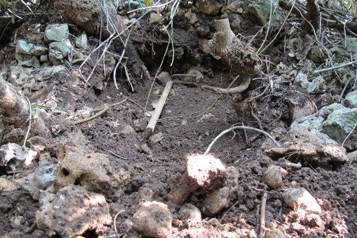 「沖縄県遺族会」遺骨収集の様子4