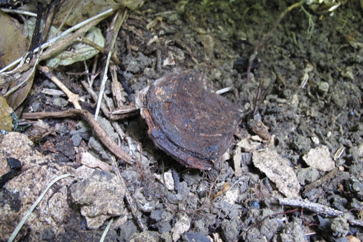 遺骨調査・収集の様子16