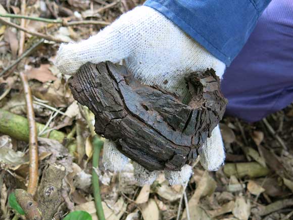 遺骨収集の様子21