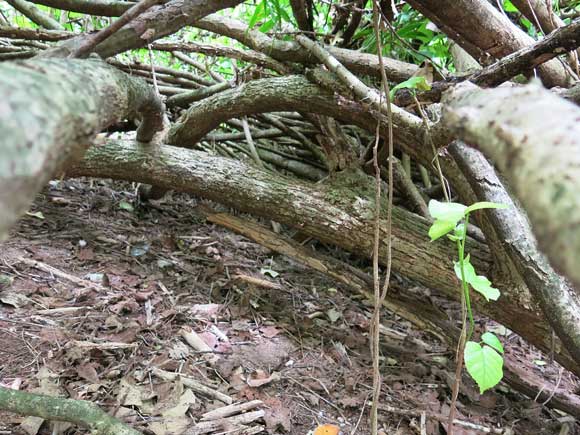 遺骨収集の様子11