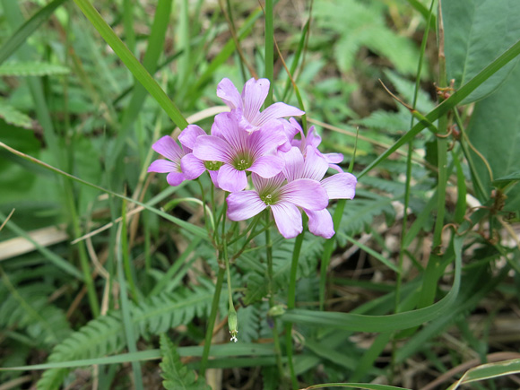 遺骨収集の様子36