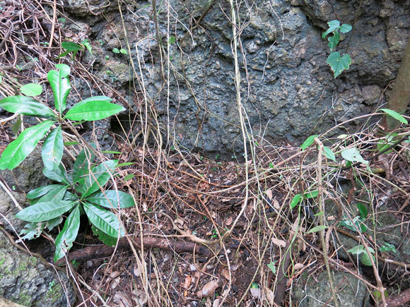 遺骨収集の様子21