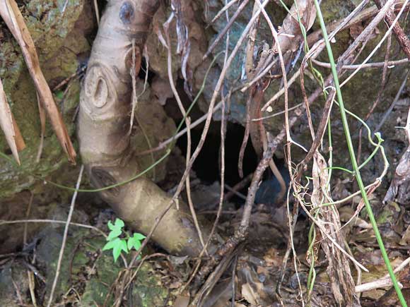 遺骨収集の様子31