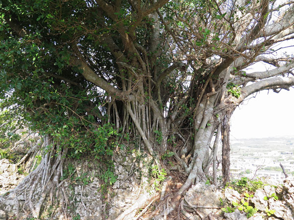 遺骨収集の様子6