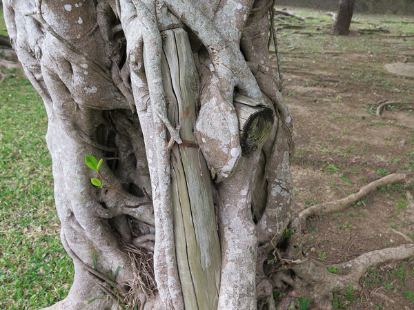 遺骨収集の様子7