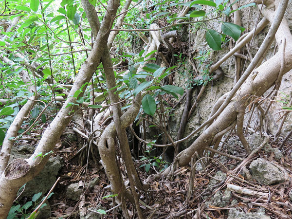 遺骨収集の様子35