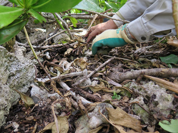 遺骨収集の様子44