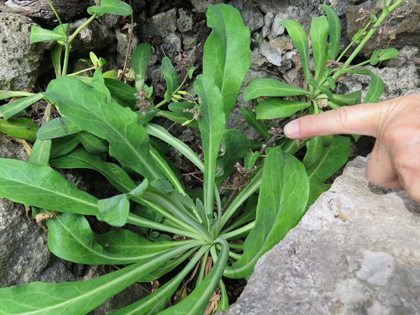 遺骨収集の様子56