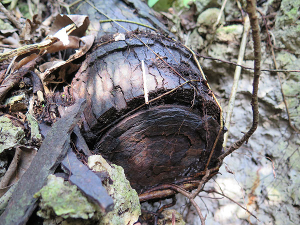 遺骨収集の様子46