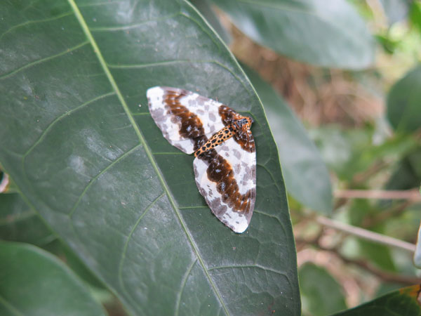 遺骨収集の様子49