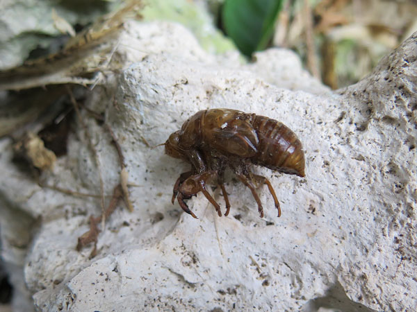 遺骨収集の様子29