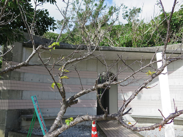 遺骨収集の様子17