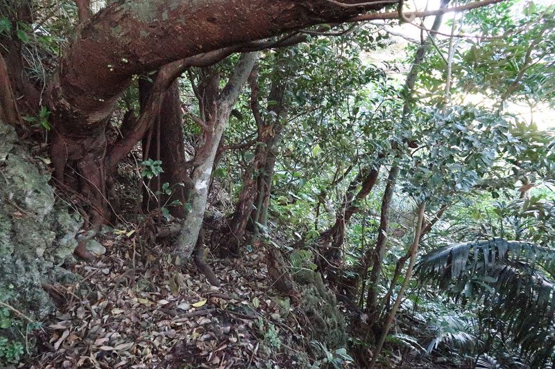 2018年1月18日/遺骨収集の様子no.20