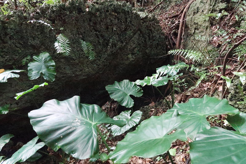 2018年1月18日/遺骨収集の様子no.65