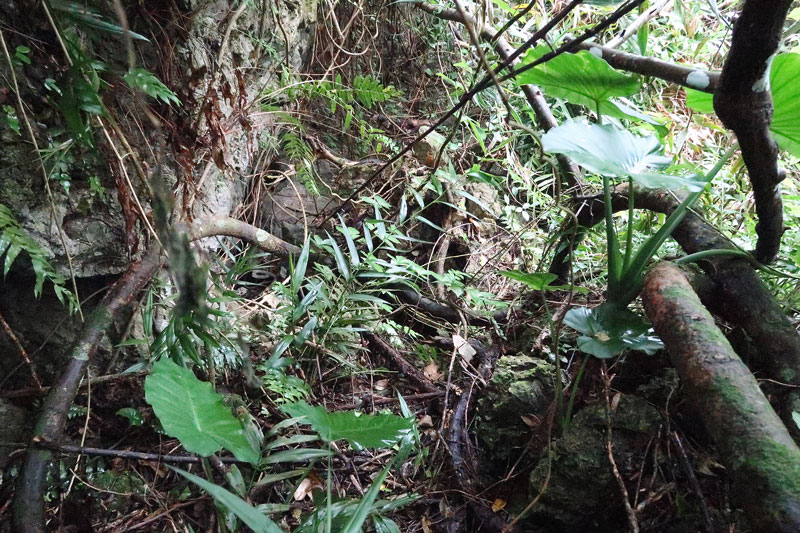 2018年1月19日/遺骨収集の様子no.58