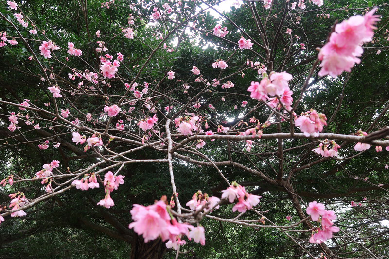 2018年1月26日/遺骨収集の様子no.42