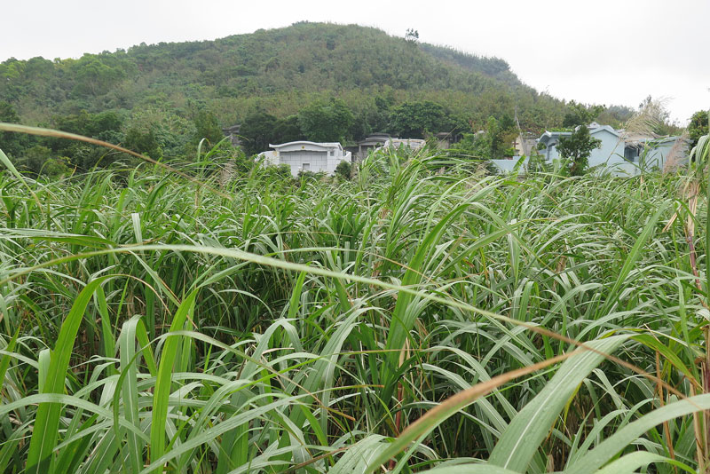 平成31年(2019年)1月16日/沖縄遺骨収集の様子no.1