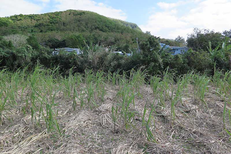 令和3年(2021年)1月13日/沖縄遺骨収集の様子no.5