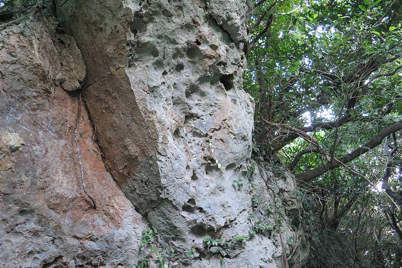 令和3年(2021年)1月19日/沖縄遺骨収集の様子no.41