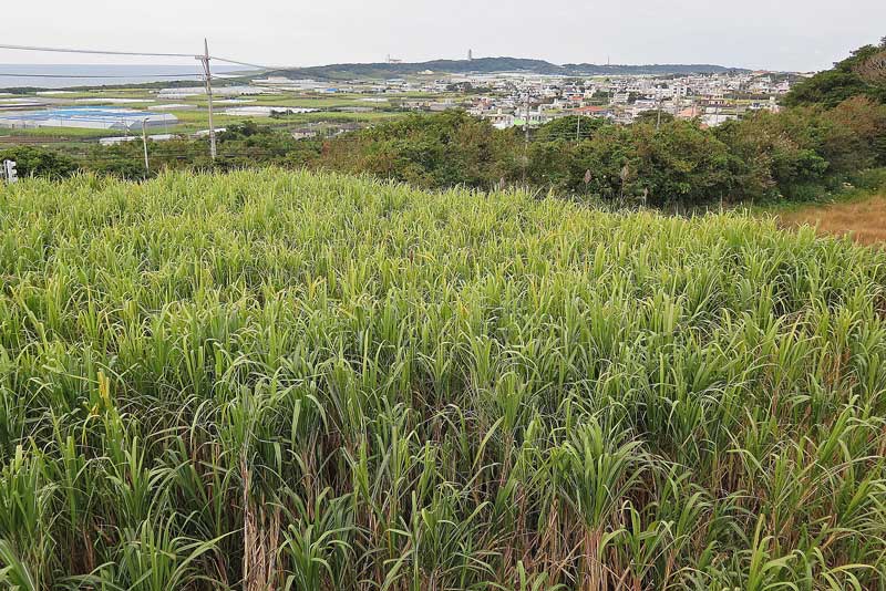 令和4年(2022年)1月22日/沖縄遺骨収集の様子no.29