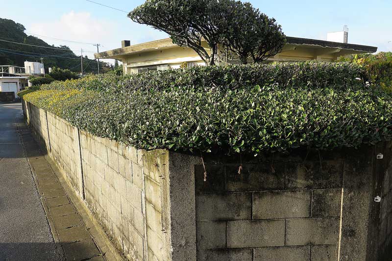 令和5年(2023年)2月12日/沖縄遺骨収集の様子no.
