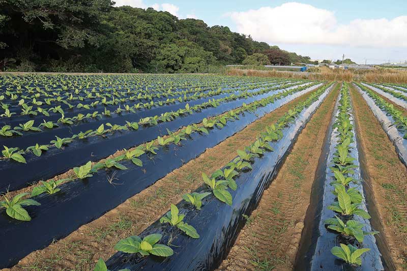 令和6年(2024年)2月21日/沖縄遺骨収集の様子no.